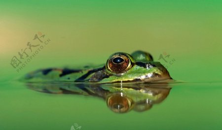 水中的青蛙图片