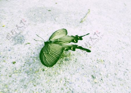butterfly蝴蝶图片