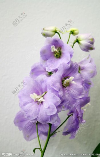 粉紫花卉图片