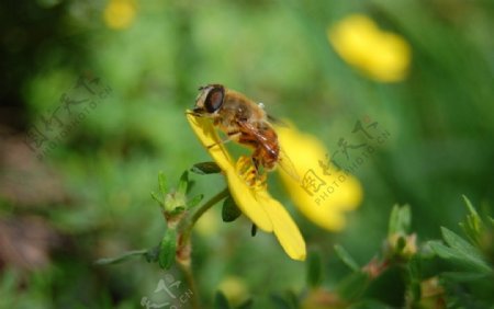 蜜蜂摄影图片