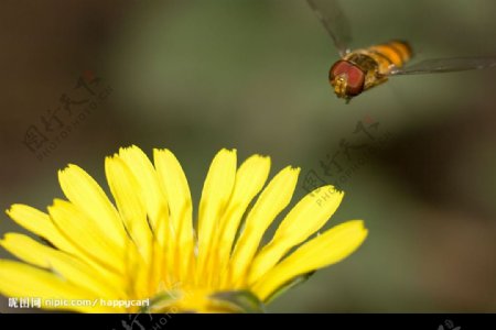 蜜蜂和黄色野花图片