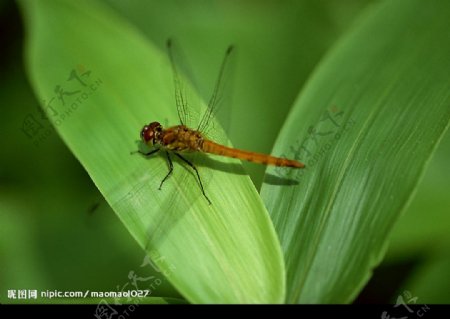 四季自然篇蜻蜓图片