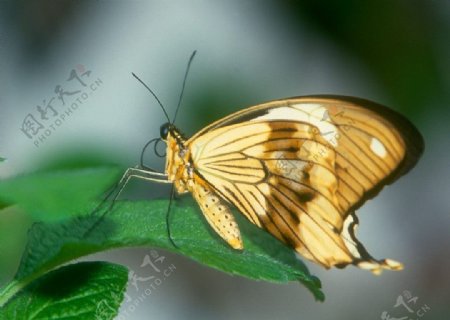 黄色斑纹蝴蝶图片