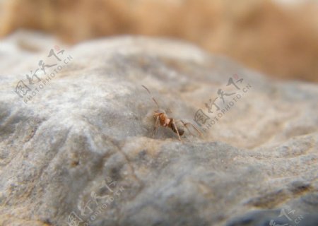 埋伏的蚂蚁图片