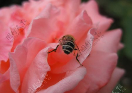 蜜蜂图片