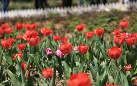 郁金香花海图片