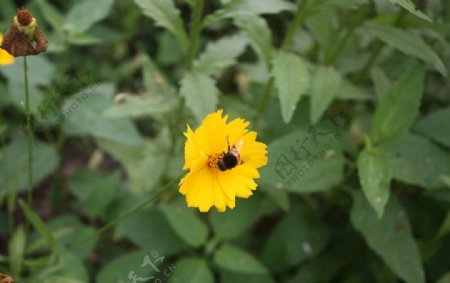 花朵与蜜蜂图片