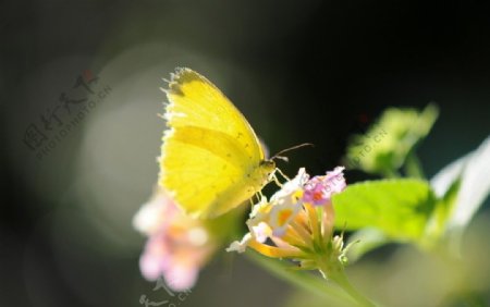 蝴蝶停在花朵上图片