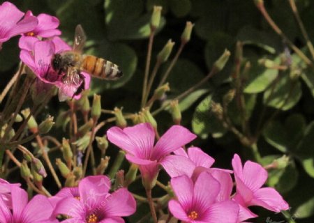 蜜蜂红花图片