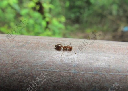 爬行的蚂蚁图片
