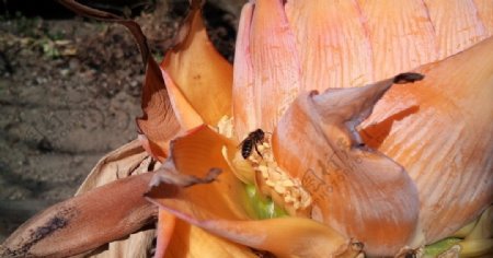 蜜蜂邂逅奇特的香蕉花图片