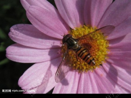 蜂採蜜图片