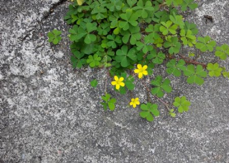 黄色小野花三叶草图片