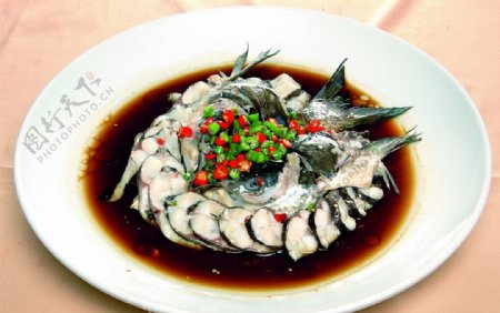 川江号子鱼图片