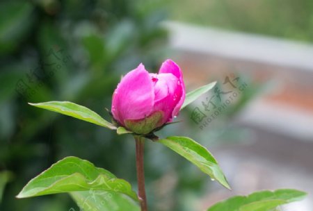 芍药图片