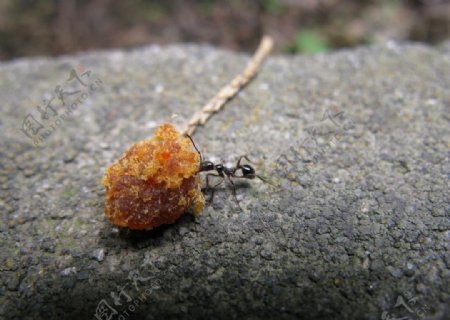 微距特写蚂蚁搬食物图片