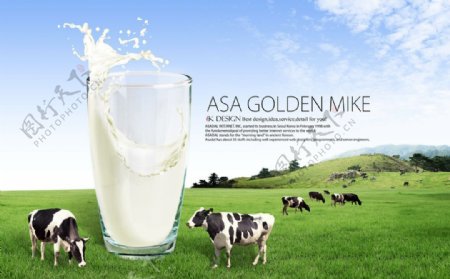 牛奶奶牛草地自然图片