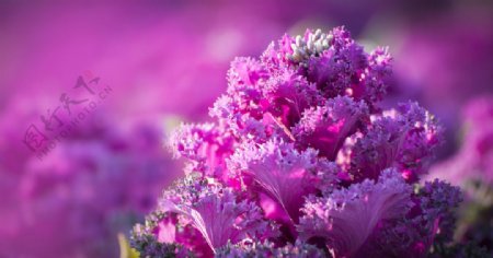 紫珊瑚图片