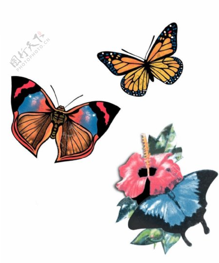 女装印花蝴蝶图片