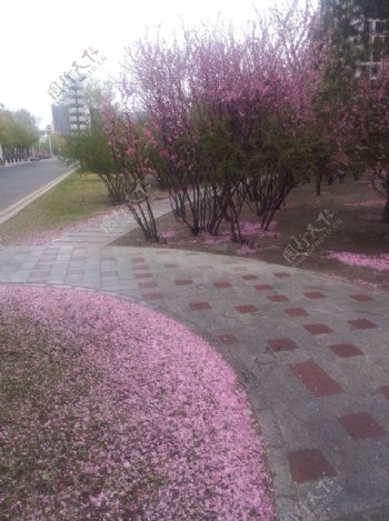 春季街边粉色花朵图片