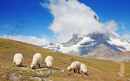 瑞士绵羊图片