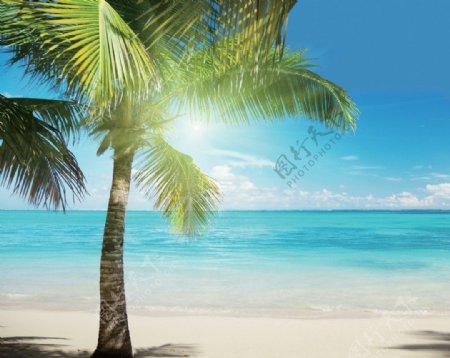 海边的椰树美丽风光图片