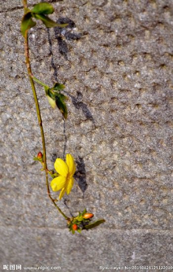 石壁旁的迎春花图片