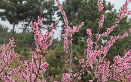 杜鹃花图片