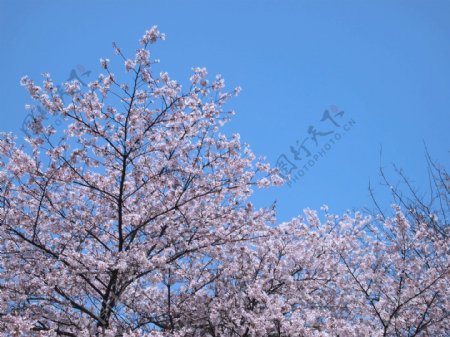 蓝天樱花图片