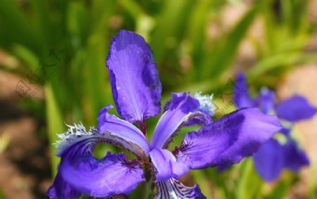 绿丛中鲜艳的紫色花朵图片