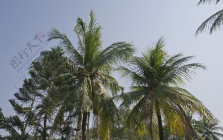 街边椰子树图片