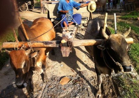 泰国牛车图片