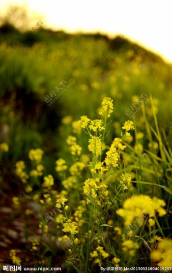 油菜花开图片