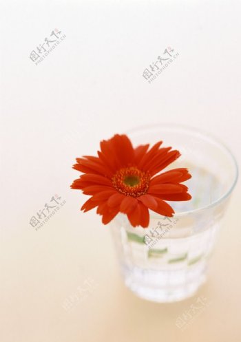 一朵红阳花图片