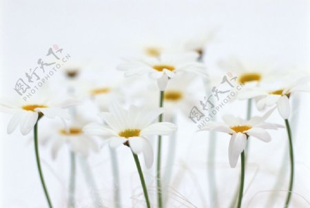美丽的小白花图片