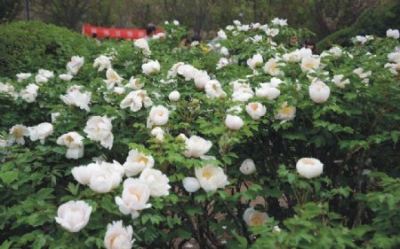白牡丹花丛图片