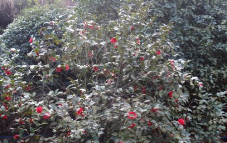 红茶花树图片