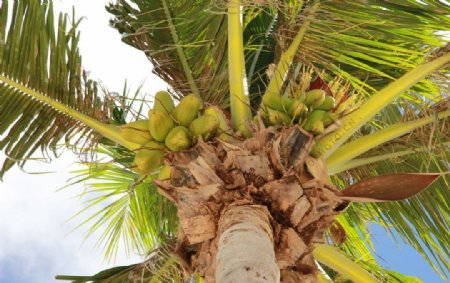塞班岛椰子树椰树图片