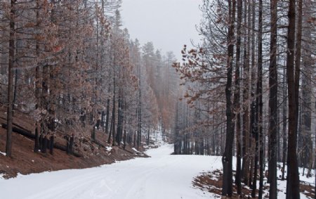 雪山道路图片