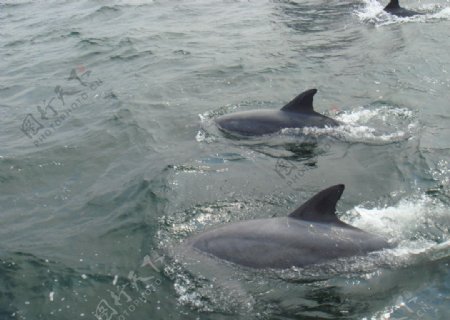 日本海豚高清照片图片