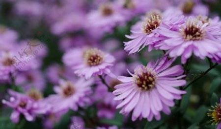 紫色花朵花卉花图片