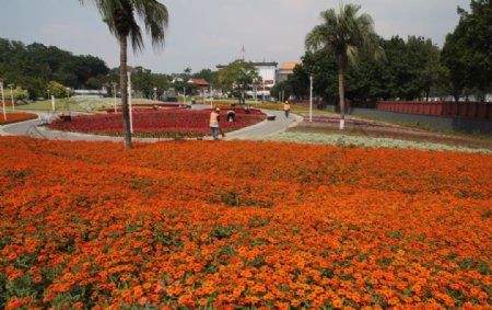 花田图片