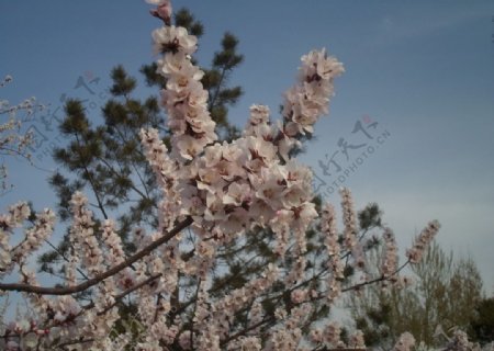 桃花语图片