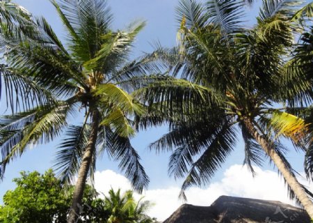 椰林树影图片