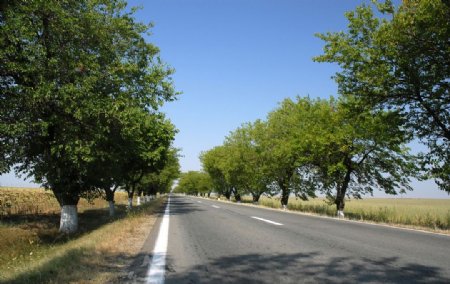 道路两旁的树木图片