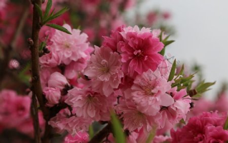 碧桃桃花花卉园林图片