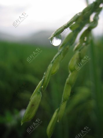 抽穗中的水稻图片