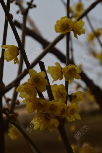 腊梅花图片