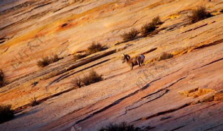 沙漠大角羊DesertBighorn图片