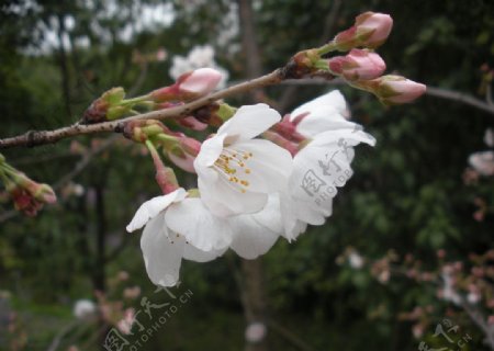 樱花系列图片